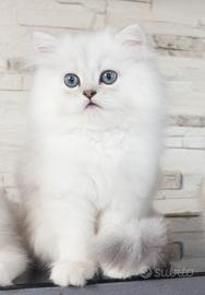 Cucciolo gatto persiano nati il 05/04/26