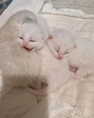 Regali per gatti MiaoBox - Emozioni 4 Zampe