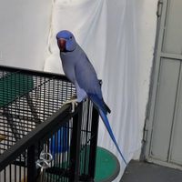 Parrocchetti dal collare