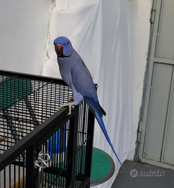 Parrocchetti dal collare