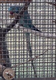 Pulli di parrocchetto dal collare