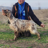 Setter inglese bianco-fegato da caccia