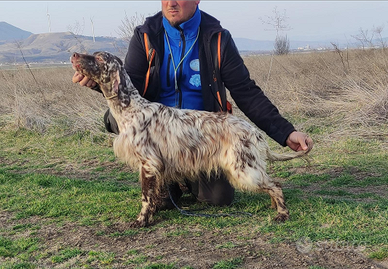 Setter inglese bianco-fegato da caccia