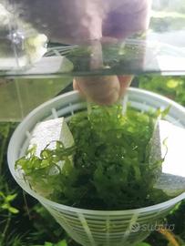Monosolenium Tenerum
