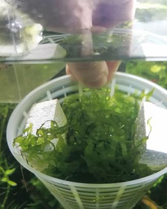 Monosolenium Tenerum