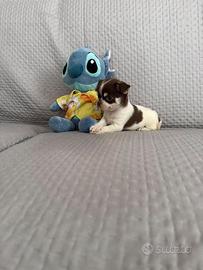 Chihuahua mini toy
