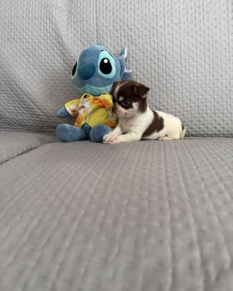 Chihuahua mini toy