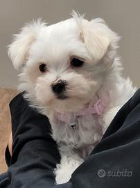 Cucciolata di maltese