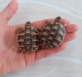 Tartarughe