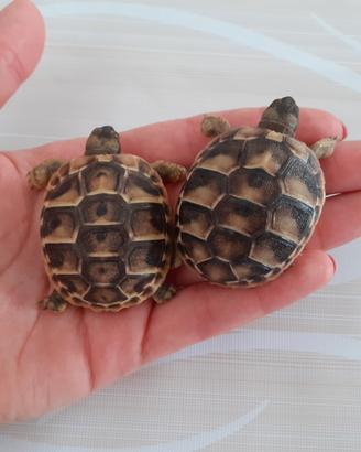 Tartarughe