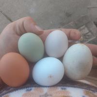 Galline ovaiole