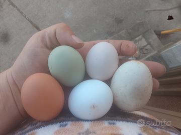 Galline ovaiole