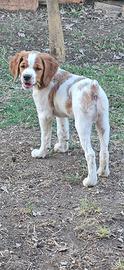 Cucciolo di bredon