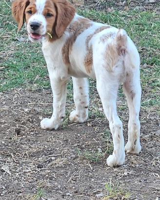 Cucciolo di bredon