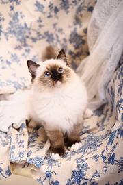 Ragdoll femina con pedigree