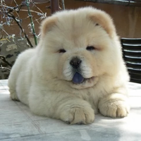 Chow chow