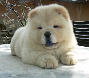 Chow chow