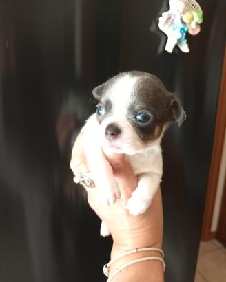 Chihuahua