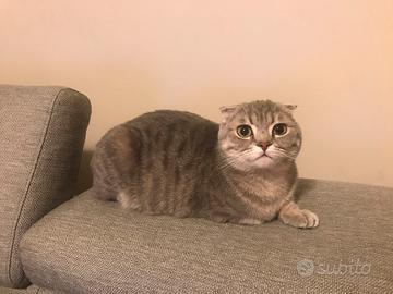 Gattini schottish fold