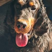 Cuccioli setter gordon