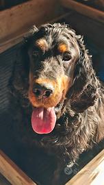 Cuccioli setter gordon