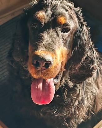 Cuccioli setter gordon