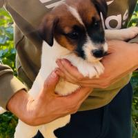 Jack Russell Terrier Tricolore
