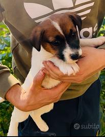 Jack Russell Terrier Tricolore