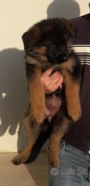 Cucciola di pastore tedesco