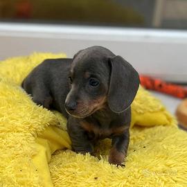 Cuccioli di bassotti maschi e femmine