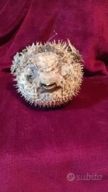 pesce palla essiccato (tetradontide)