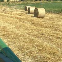 Paglia da alimentazione
