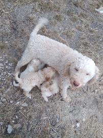 Cuccioli di lagotto
