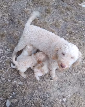 Cuccioli di lagotto
