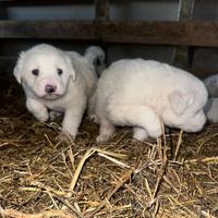 Cuccioli di maremmano