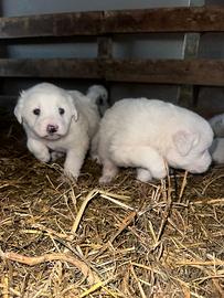 Cuccioli di maremmano