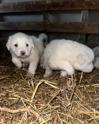 Cuccioli di maremmano