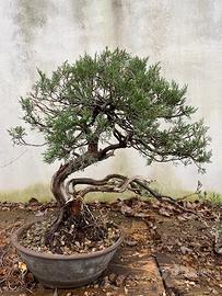 Bonsai ginepro chinensis