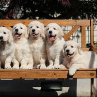 Cuccioli Golden Retriever