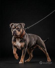 American Bully pocket per monta
