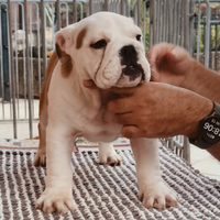 Cucciola di bulldog inglese di 90 giorni vaccinata