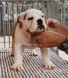 Cucciola di bulldog inglese di 90 giorni vaccinata