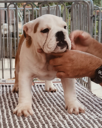 Cucciola di bulldog inglese di 90 giorni vaccinata