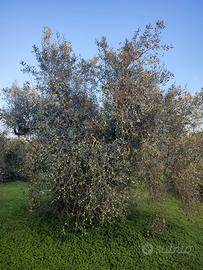 Terreno con oliveto