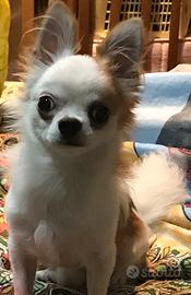 Chihuahua a pelo lungo con pedigree X monta