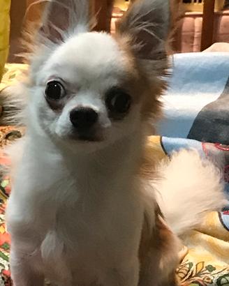 Chihuahua a pelo lungo con pedigree X monta