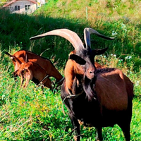 Becco camosciato delle Alpi