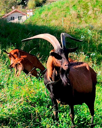 Becco camosciato delle Alpi