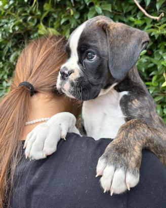 Boxer cuccioli