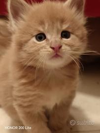 Maine Coon cucciolo